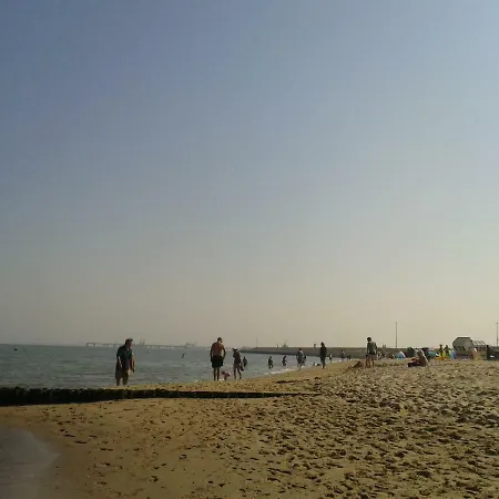 Goldblume Nordsee * Hooksiel