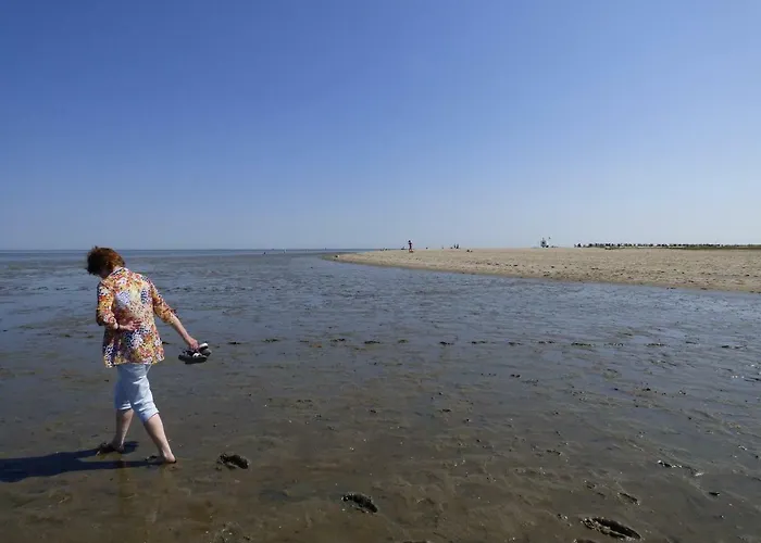 Goldblume Nordsee * Hooksiel